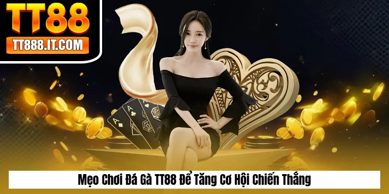 Mẹo Chơi Đá Gà TT88 Để Tăng Cơ Hội Chiến Thắng